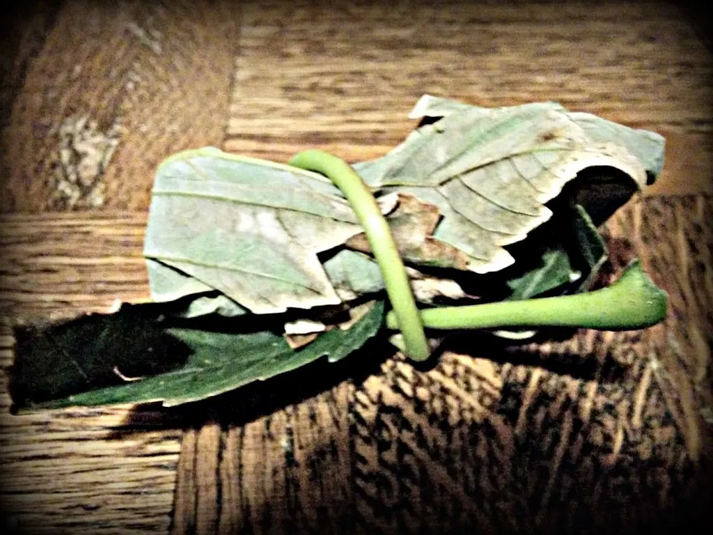 Power Bomb protection charm made from a stick and leaves