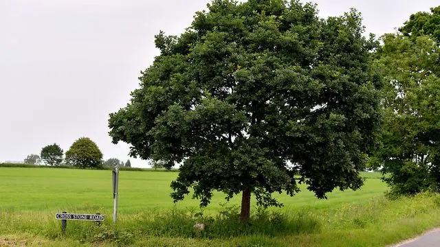 A tree at the crossroads at the village of Hardley in Norfolk